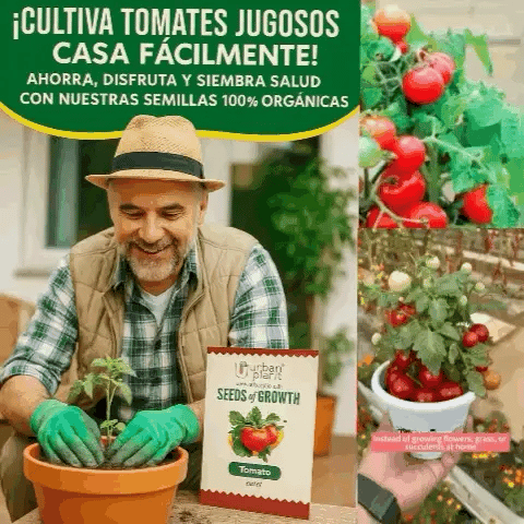 semillas de Tomate🍅avanzadas cherry - tomates para toda la vida en casa